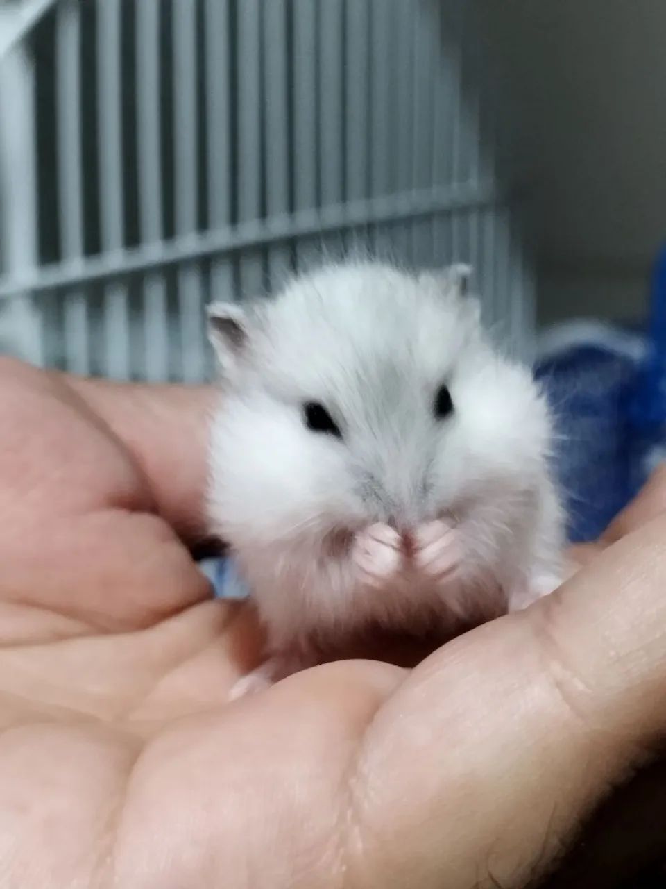 Filhote de Ramster - Foto 2