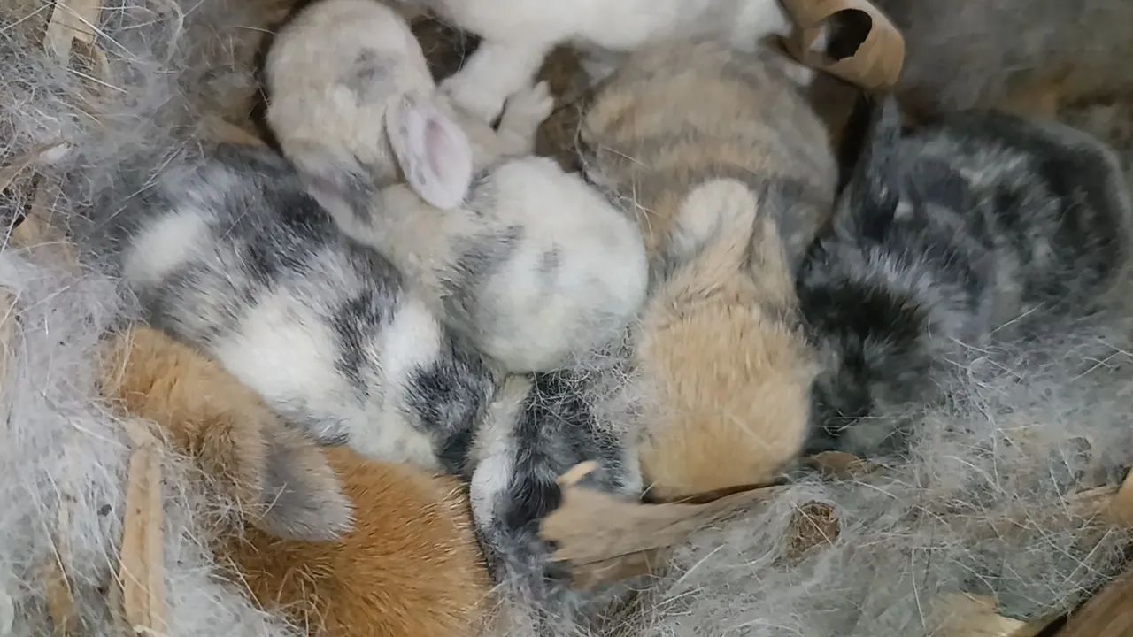 Mini Lop uruguaio 