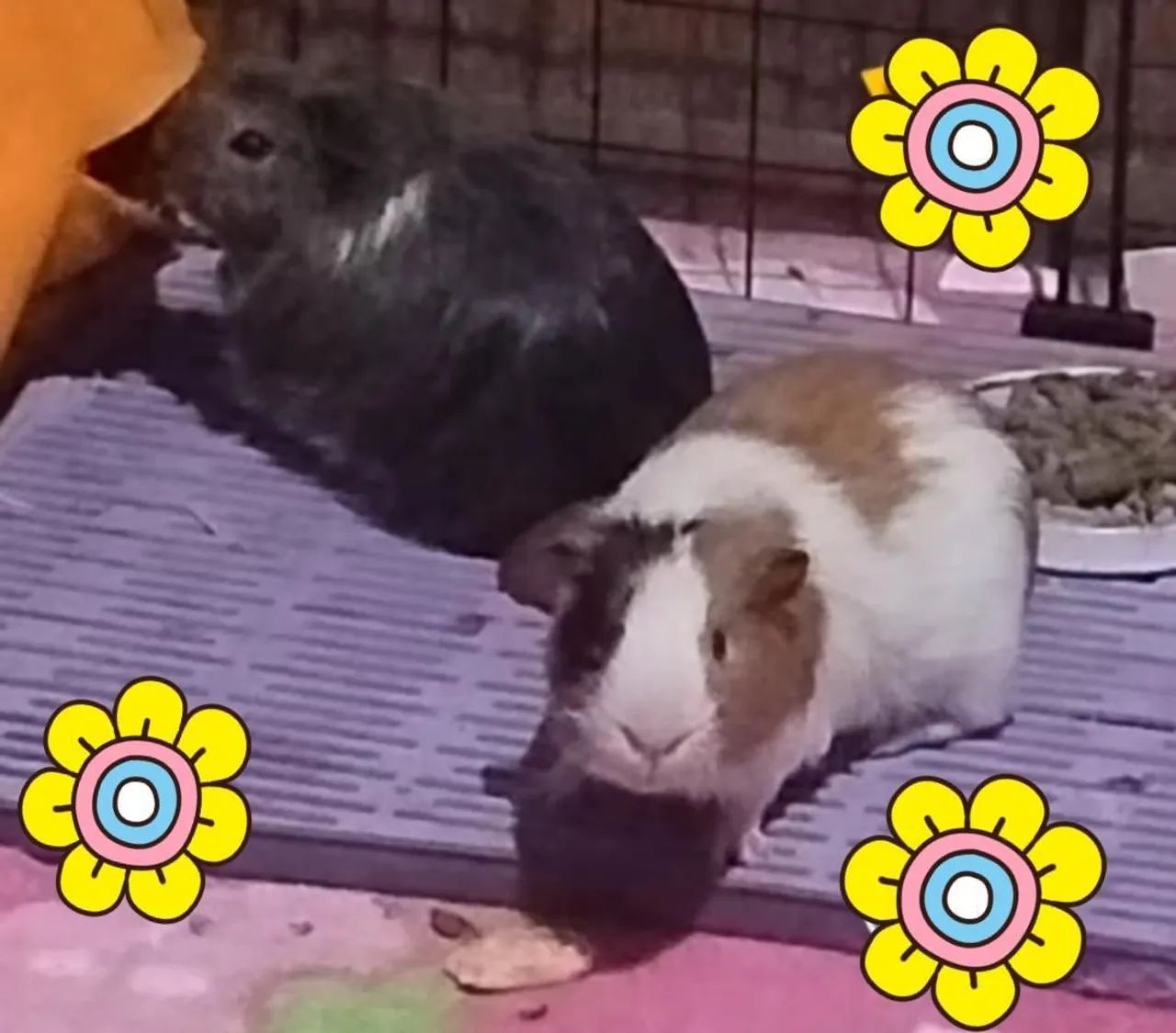 Casal de porquinho da índia  - Foto 2