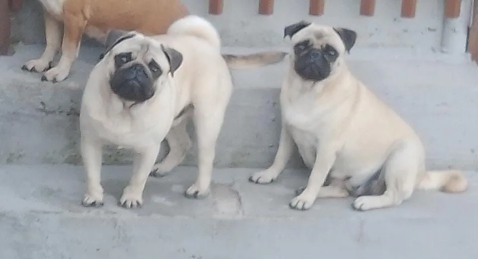 Lindos filhotes de Pag