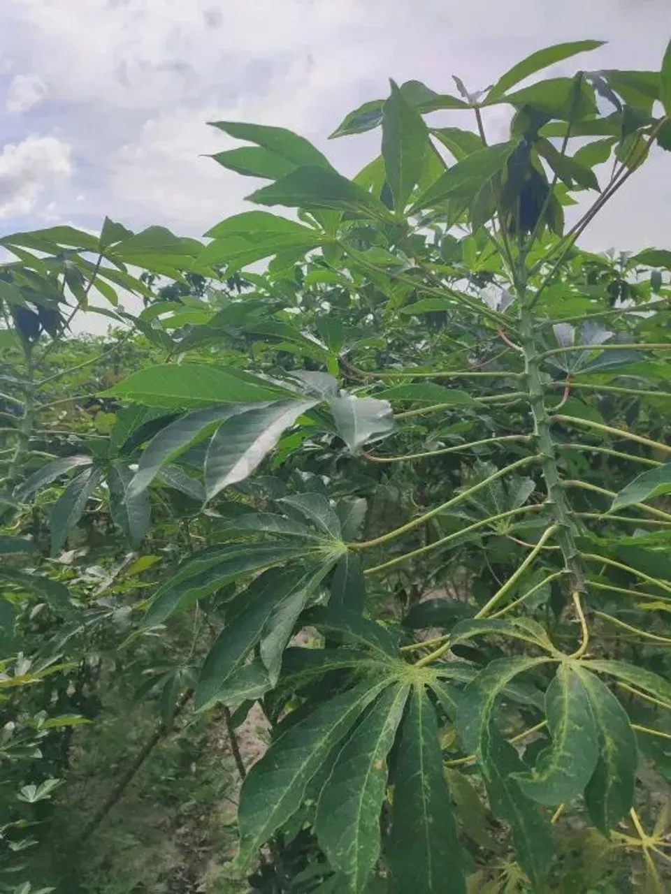 Fazenda com 80 hectares na região de Macaiba próximo a Vera cruz