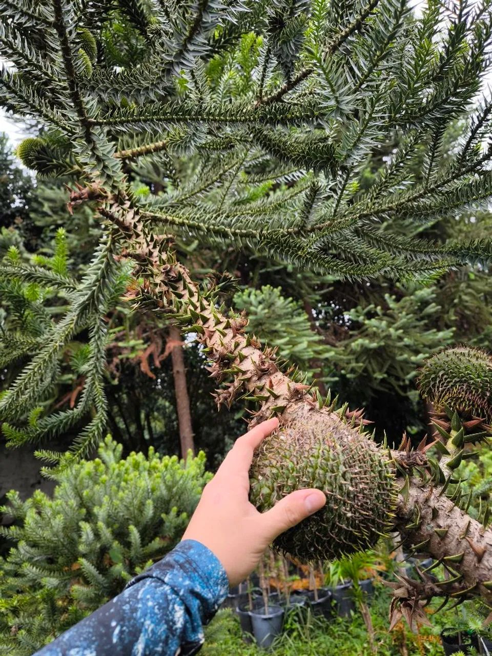 Araucária Enxertada - Alta Produção na altura da mão
