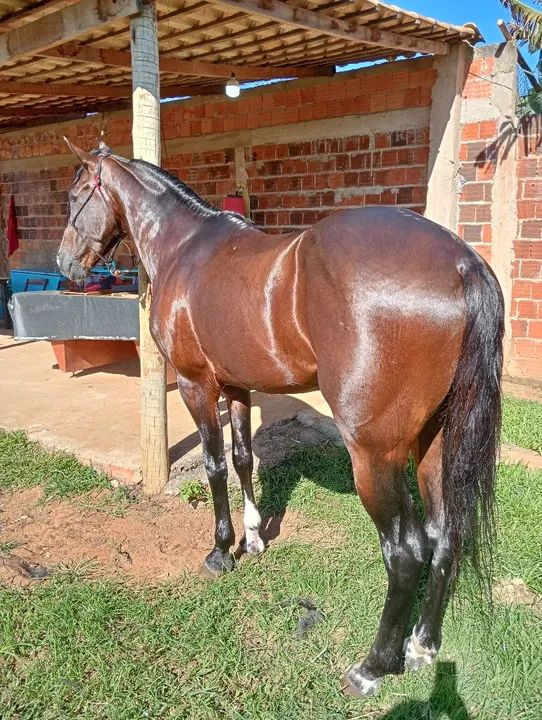 Cavalo mangalarga marchador  - Foto 4