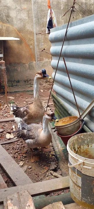 Lindo casal saudável já entrou na postura, - Foto 6