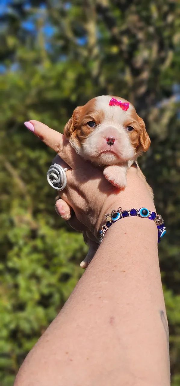 Filhote Cavalier King Charles Spaniel - Foto 4