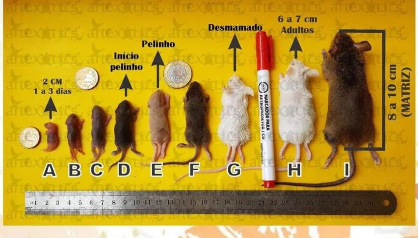 Camundongo e neonato