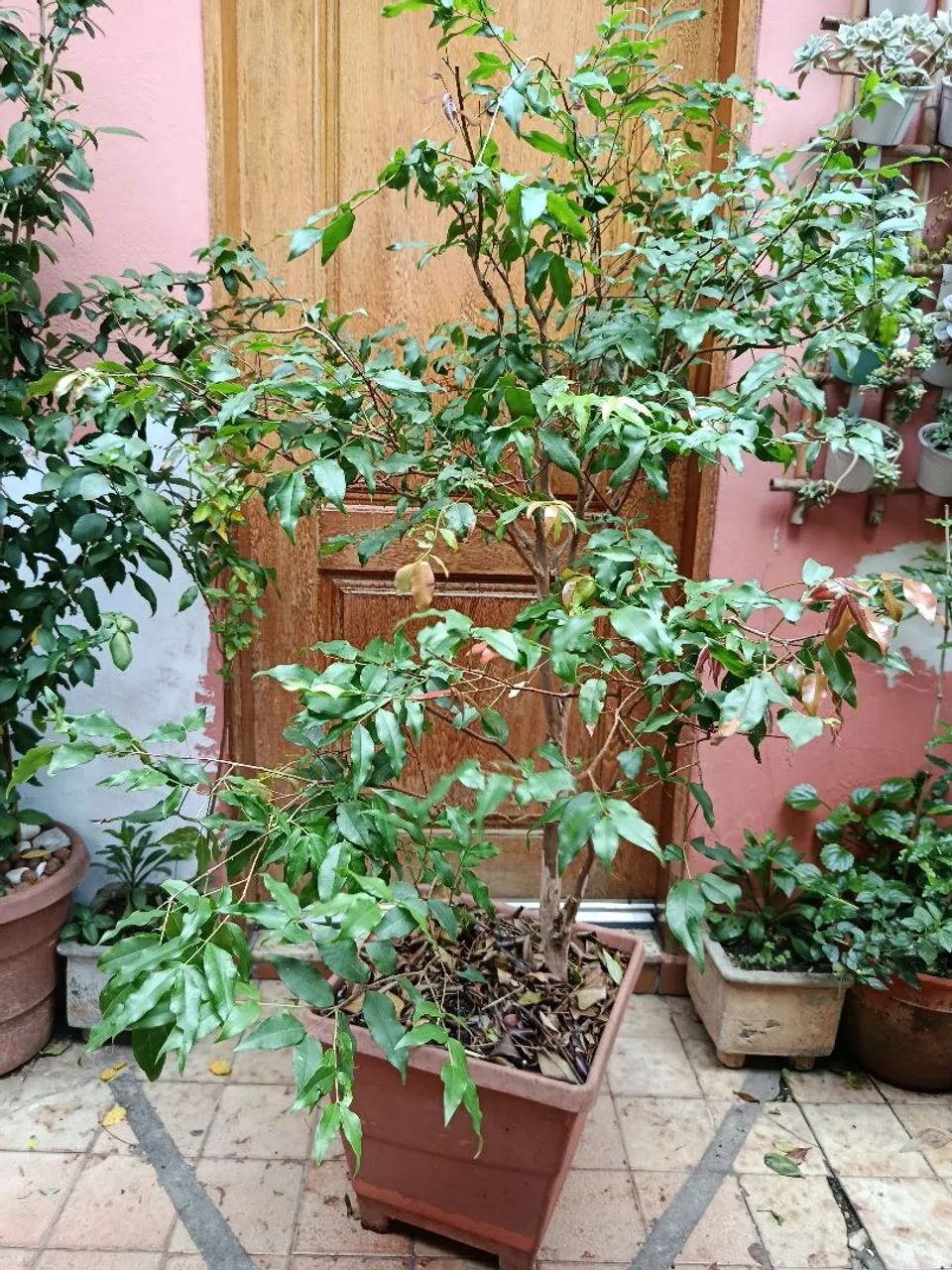 Muda de jabuticabeira  - Foto 2