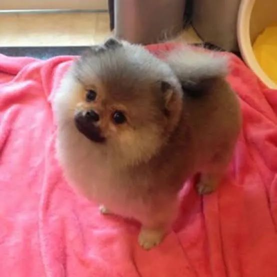 VENDO LULU DA POMERANIA