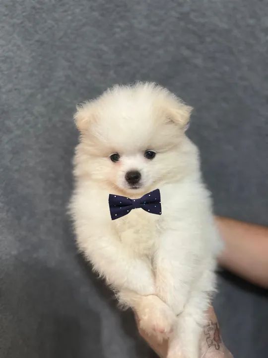 Filhote de Spitz Alemão com linhagem  - Foto 4