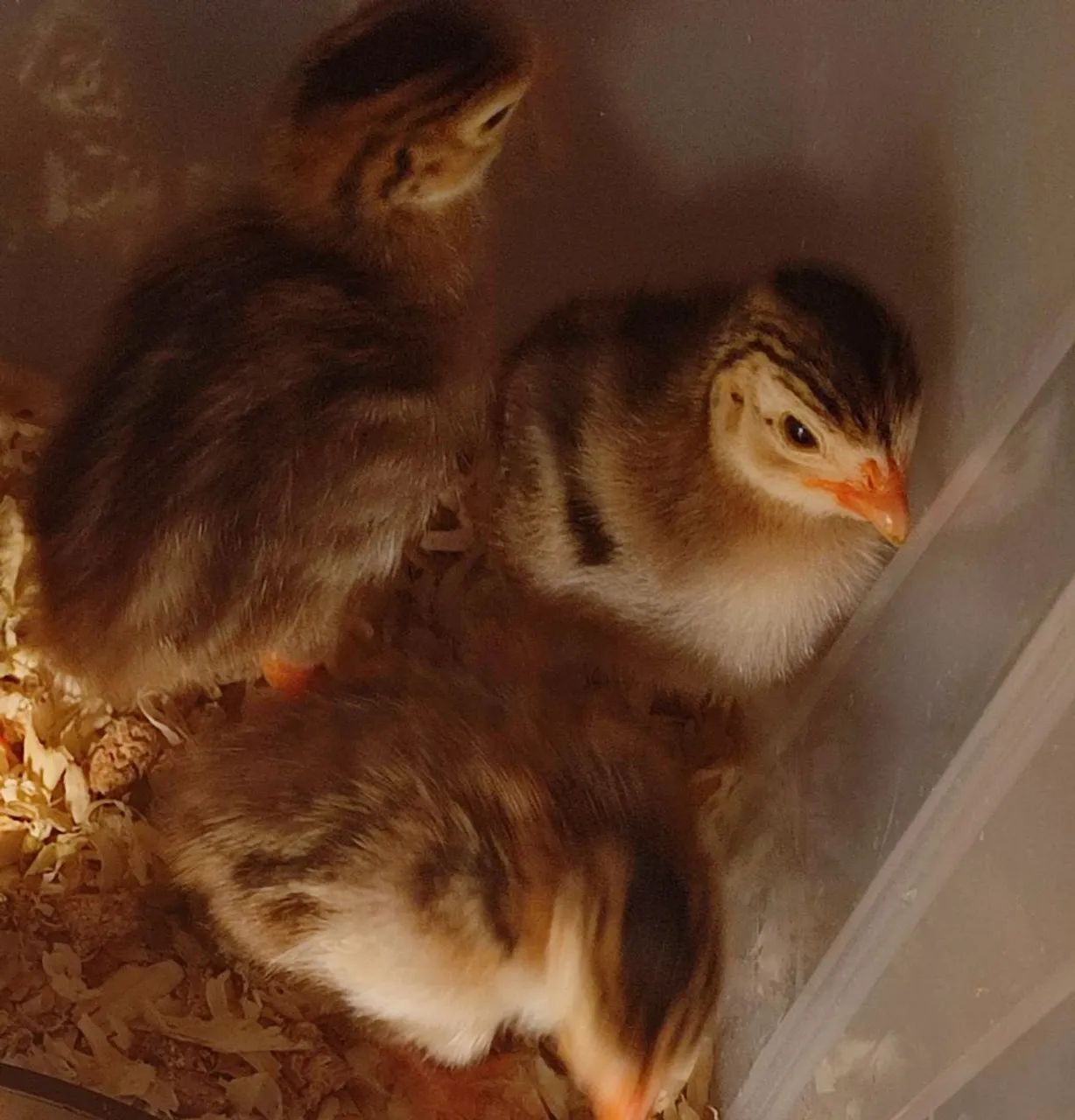 Filhotes de galinha d'angola - R$ 20,00 - Foto 3