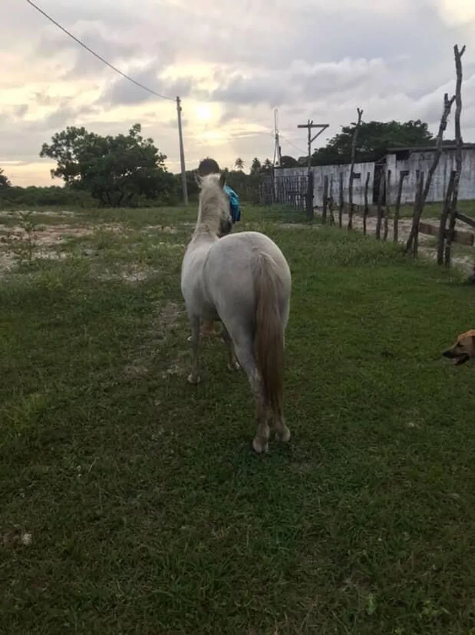 Egua da raça pônei.  - Foto 3