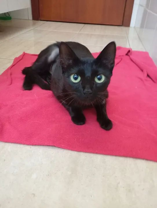 Gata preta linda para adoção somente lar telado - Foto 3