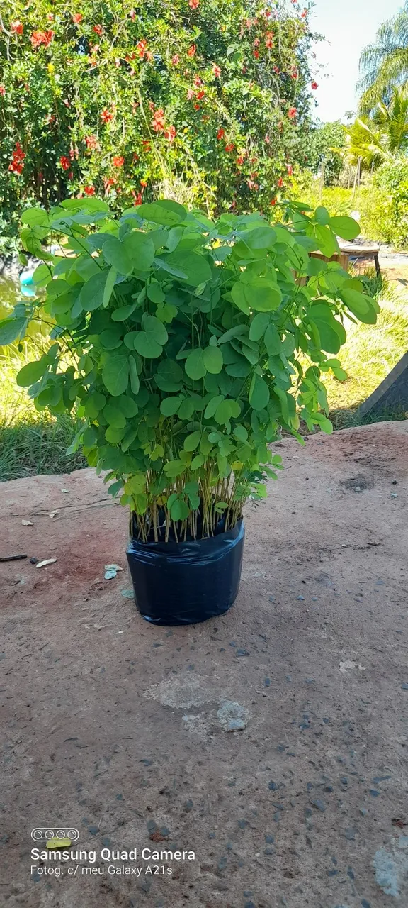 Mudas de Sanção do campo