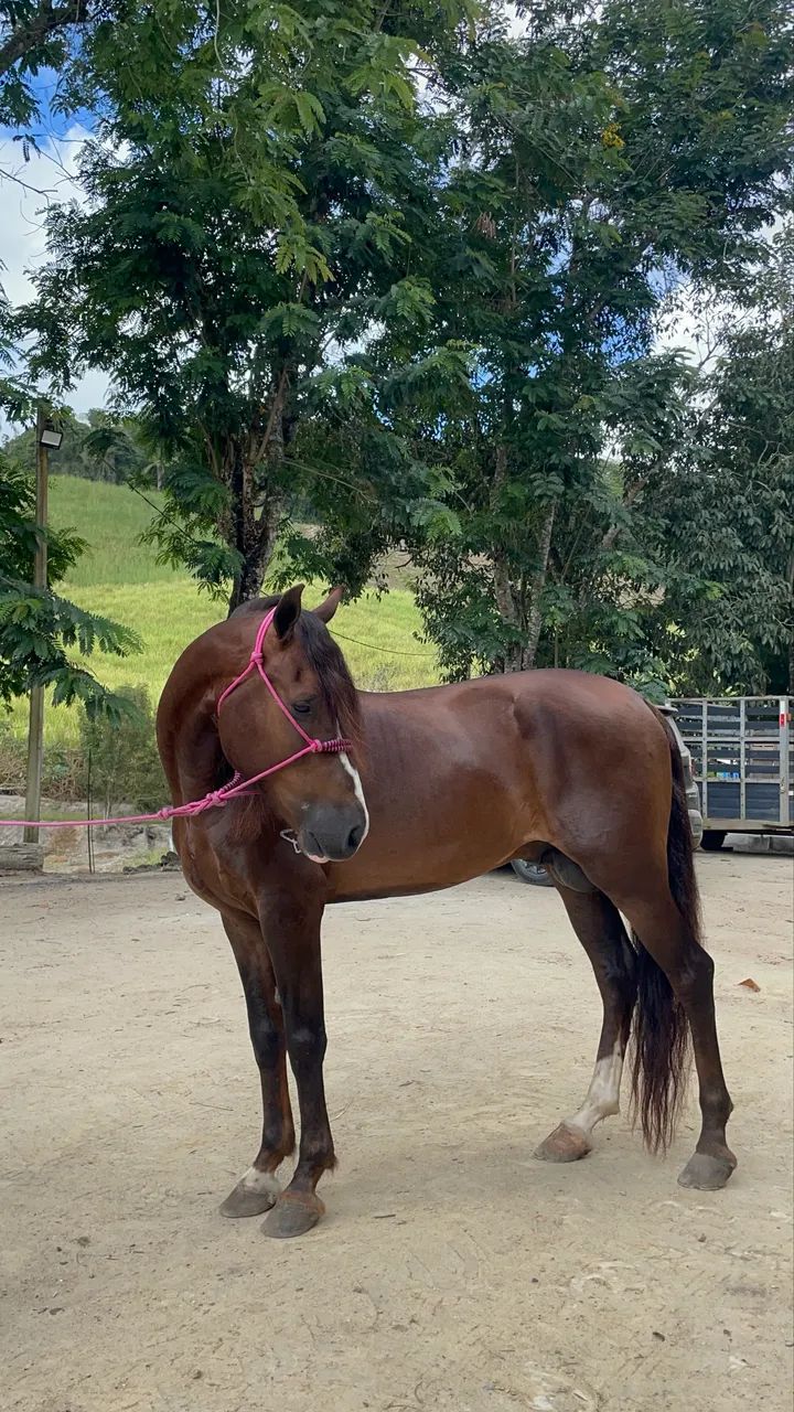 Cavalo manga larga puro,? Troco em moto do meu interesse! - Foto 2