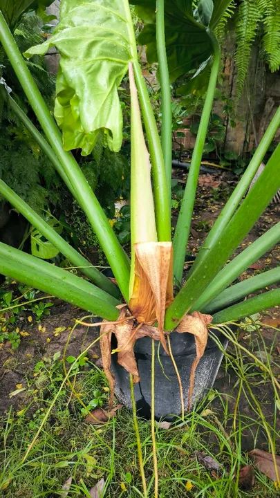 Planta Philodendron Ondulato com folhas grandes - Foto 2