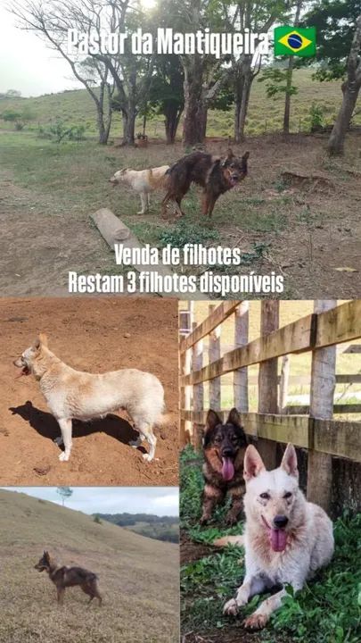 Filhotes de Pastor da Mantiqueira  - Foto 3