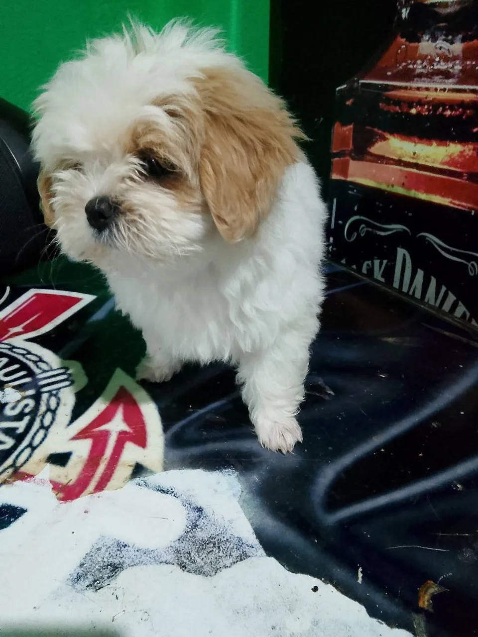 Filhote Lhasa apso