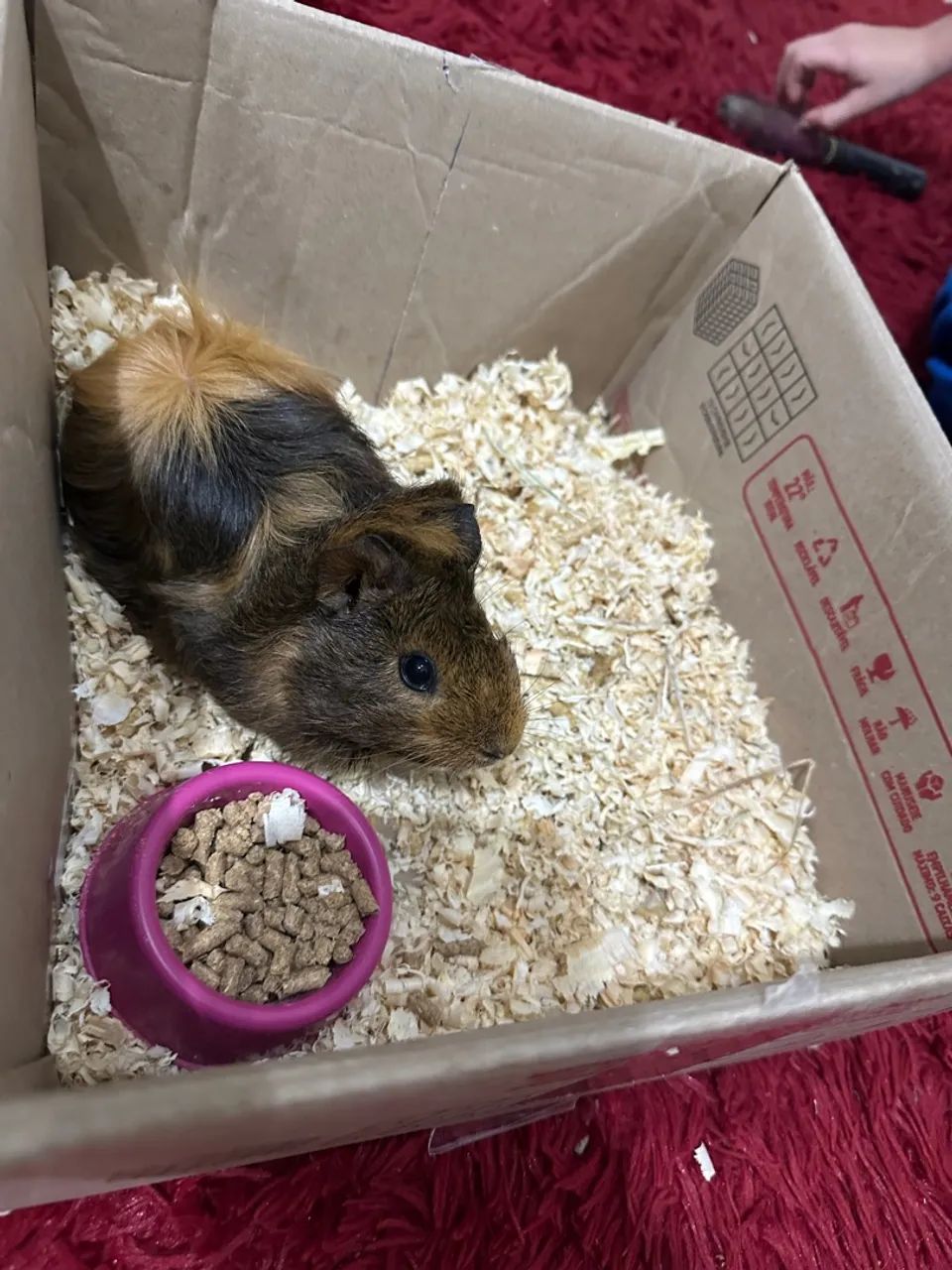 Porquinho da índia  - Foto 4