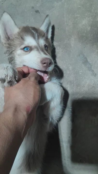 Fêmea Husky Siberiano  - Foto 4