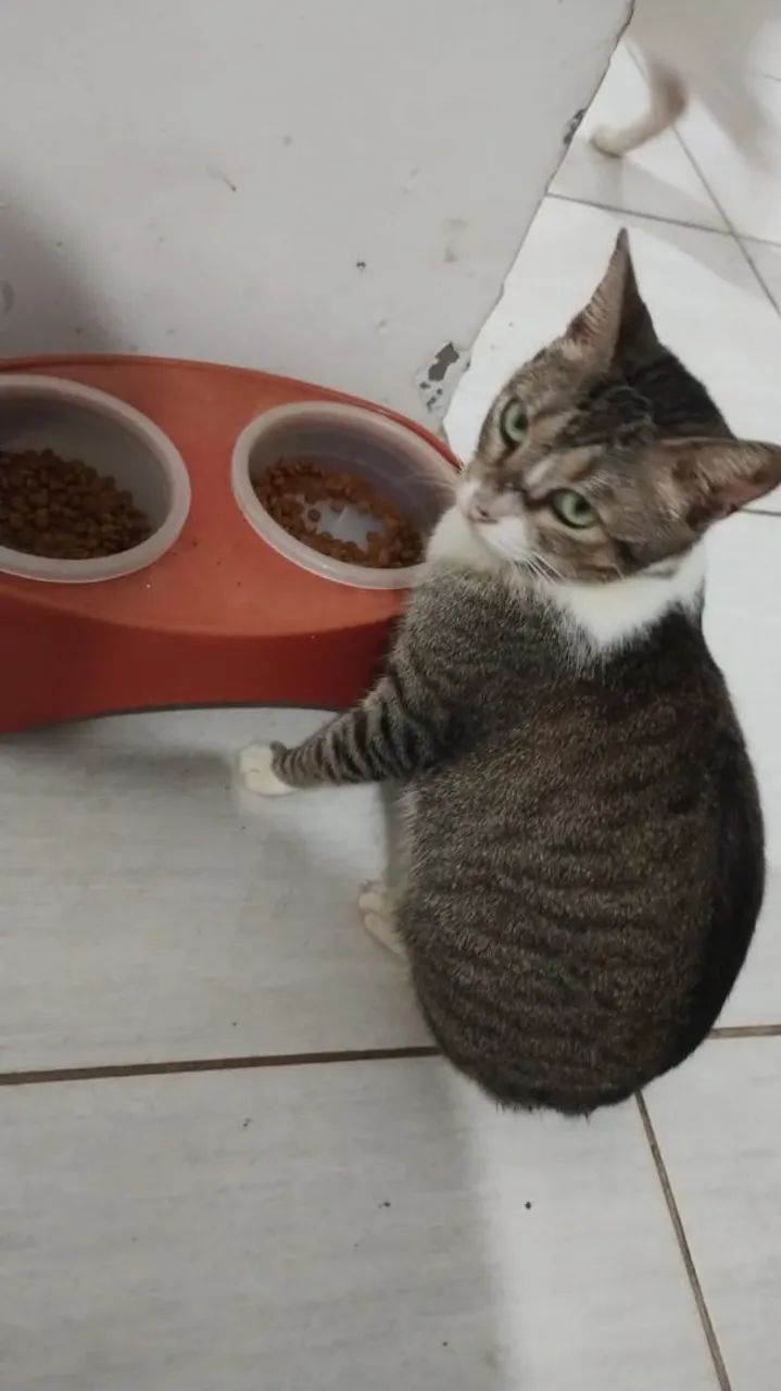 Gata fêmea castrada brincalhona - Foto 2