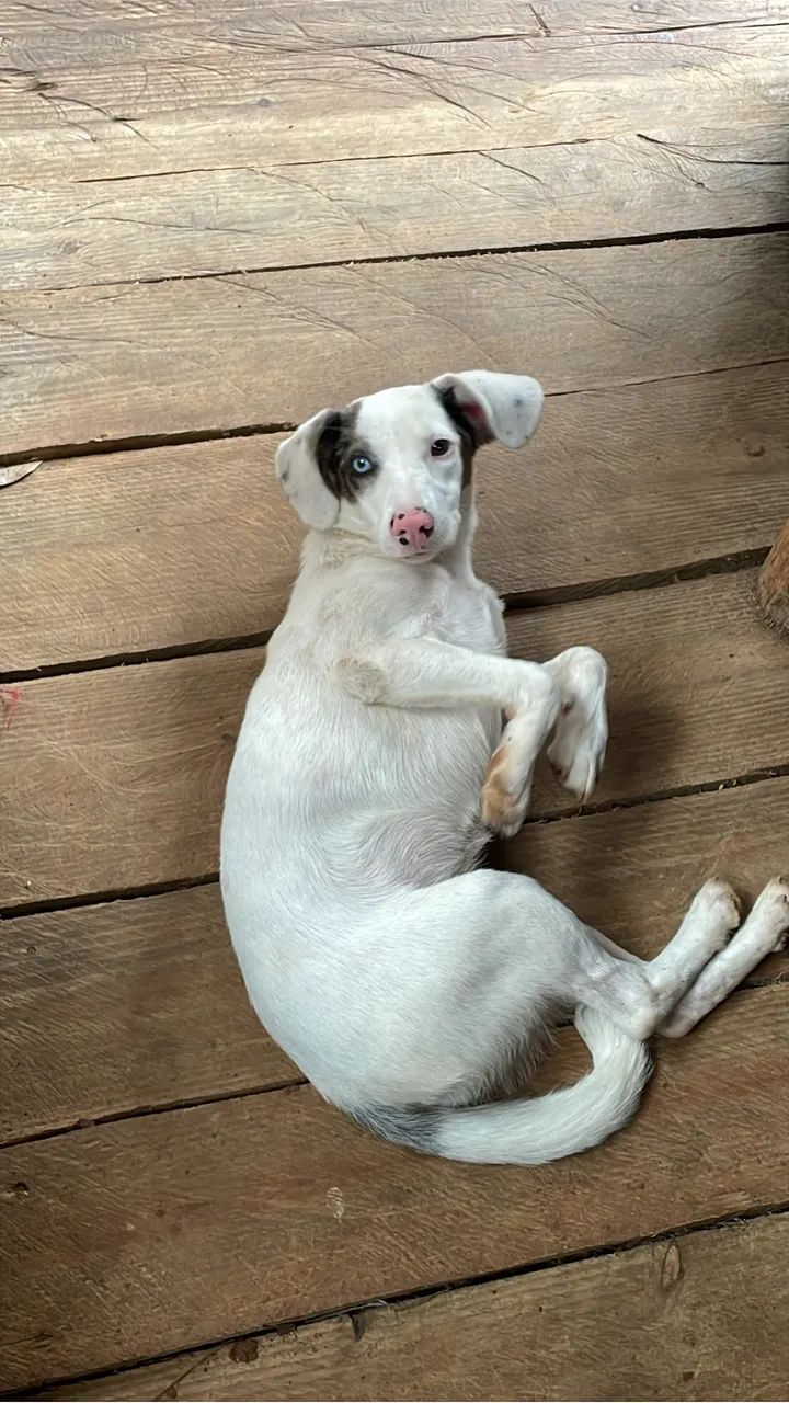 Cachorros para doação  - Foto 5