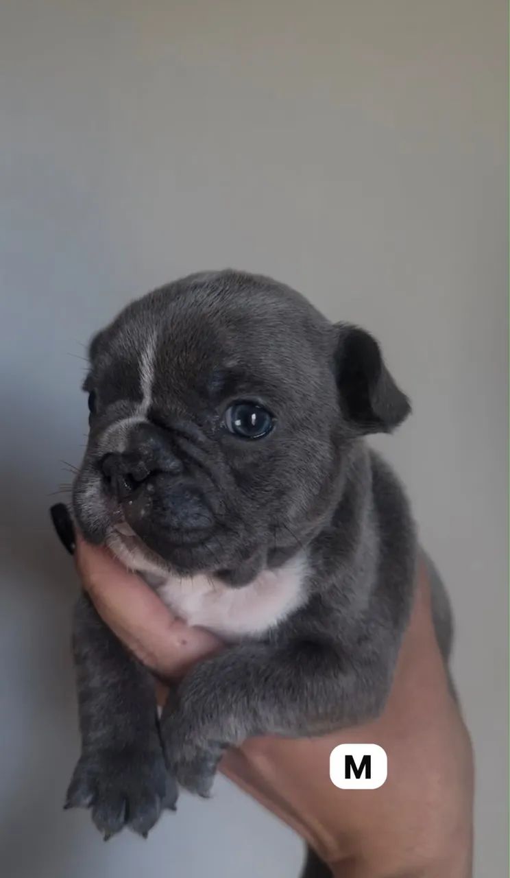 Bulldog francês Blue - Foto 2