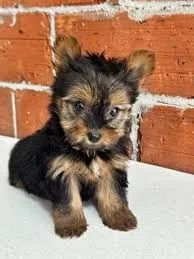 yorkshire minin