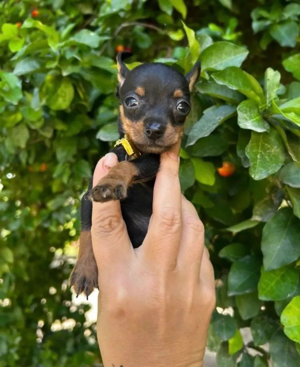 Pinscher miniatura 00 original 