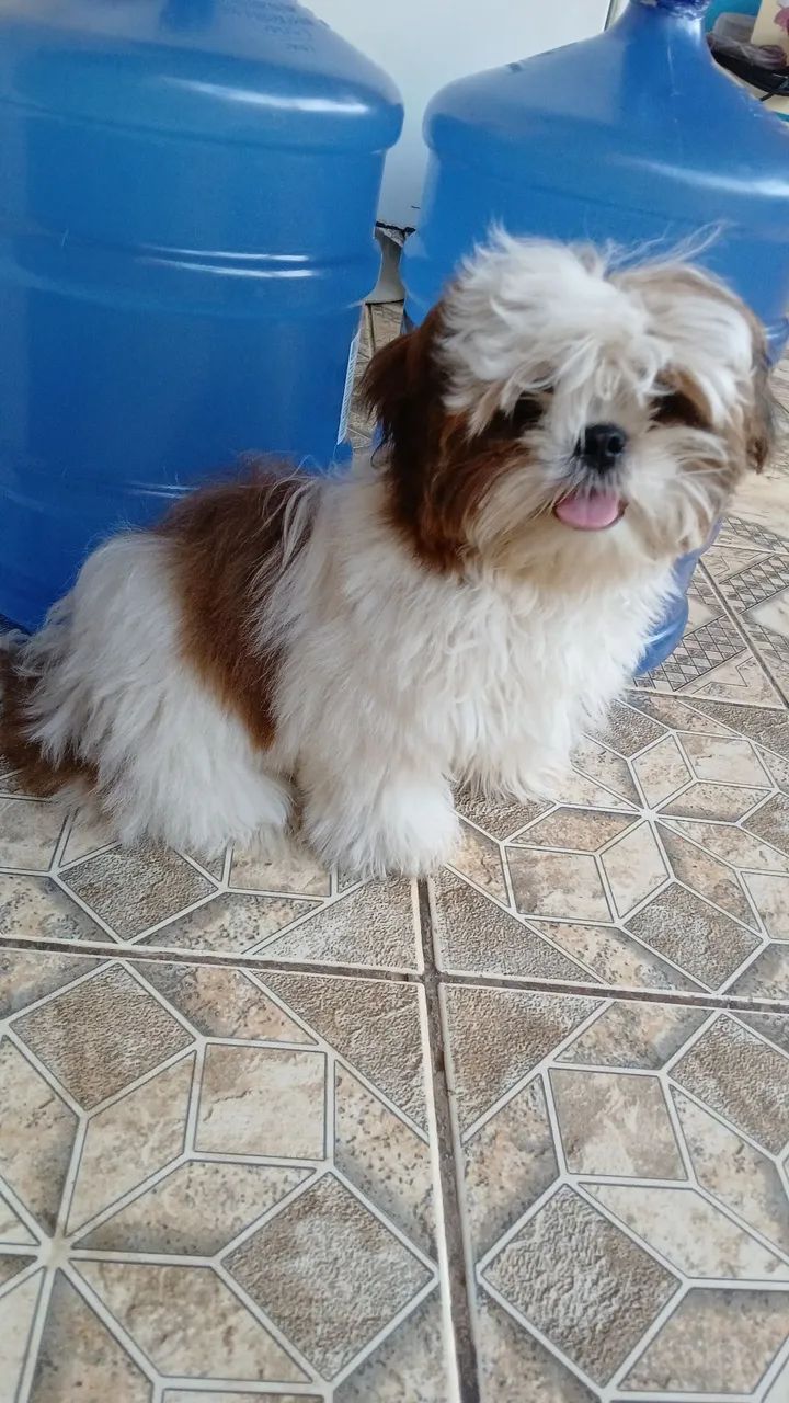 Cachorro 