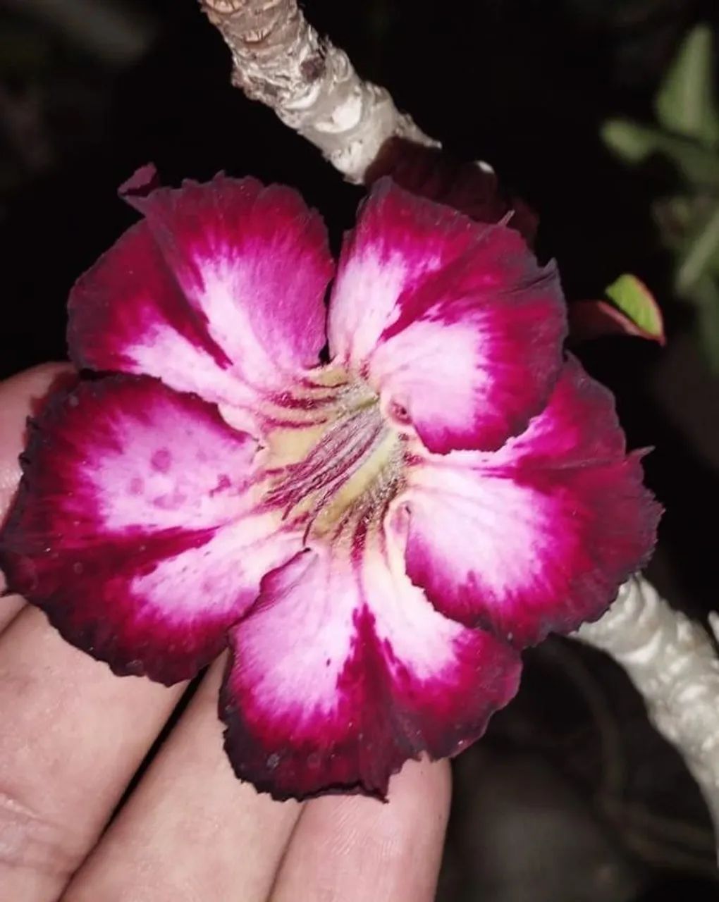 Rosa do deserto m9-simples - Foto 2