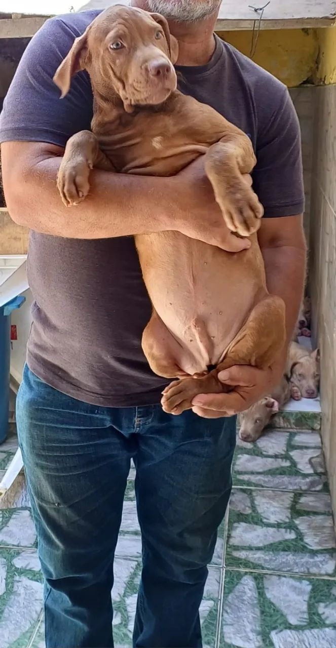 Animais - Foto 2