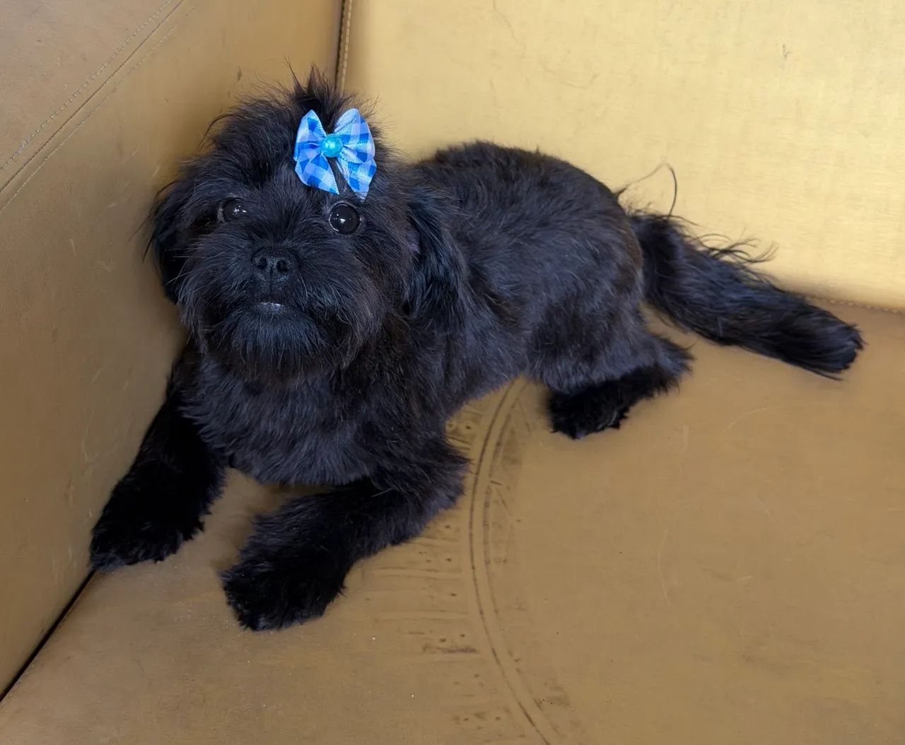 Fêmea 5 meses bem pequena 