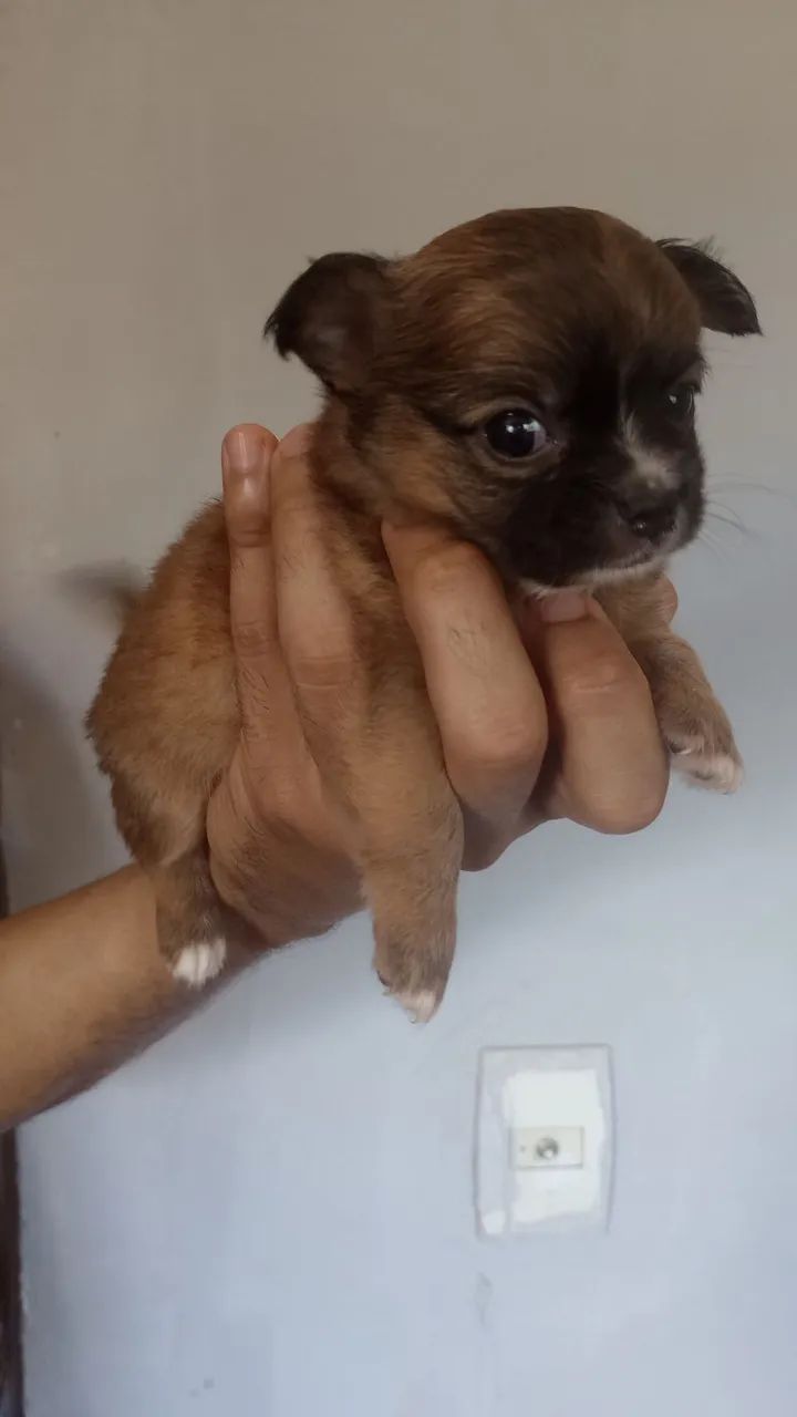Chihuahua macho - Foto 3