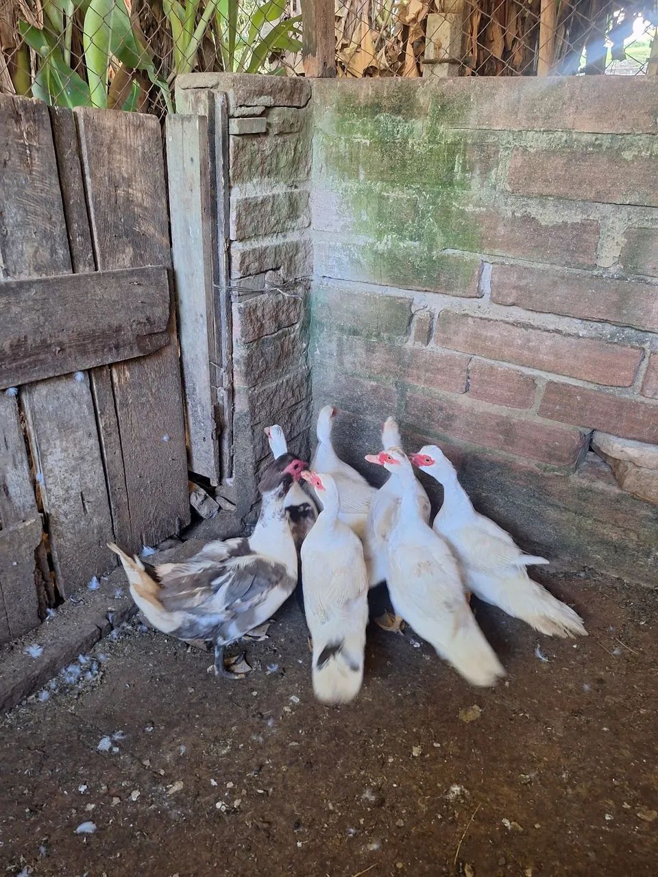 Patas e patos/ patinhos