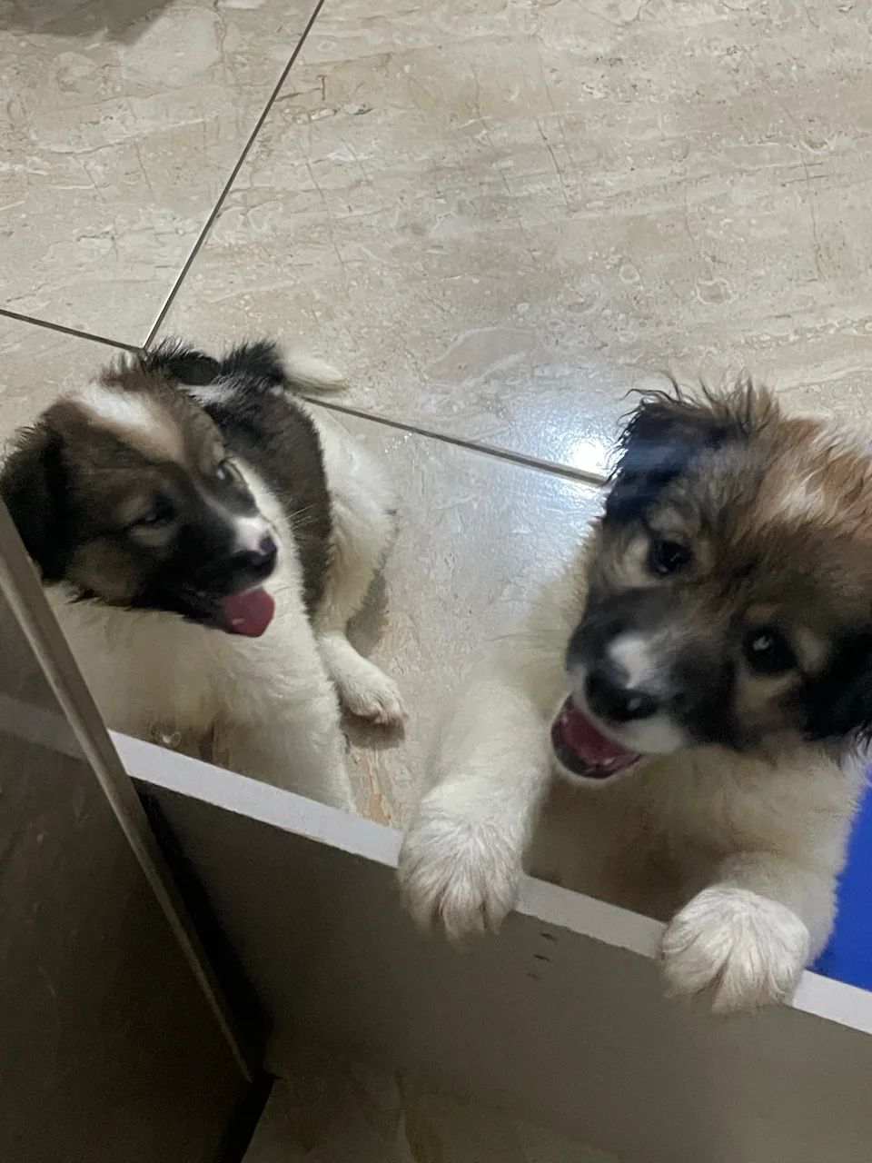 Border collie  - Foto 4