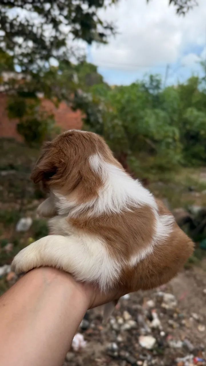 Shih-tzu macho  - Foto 5