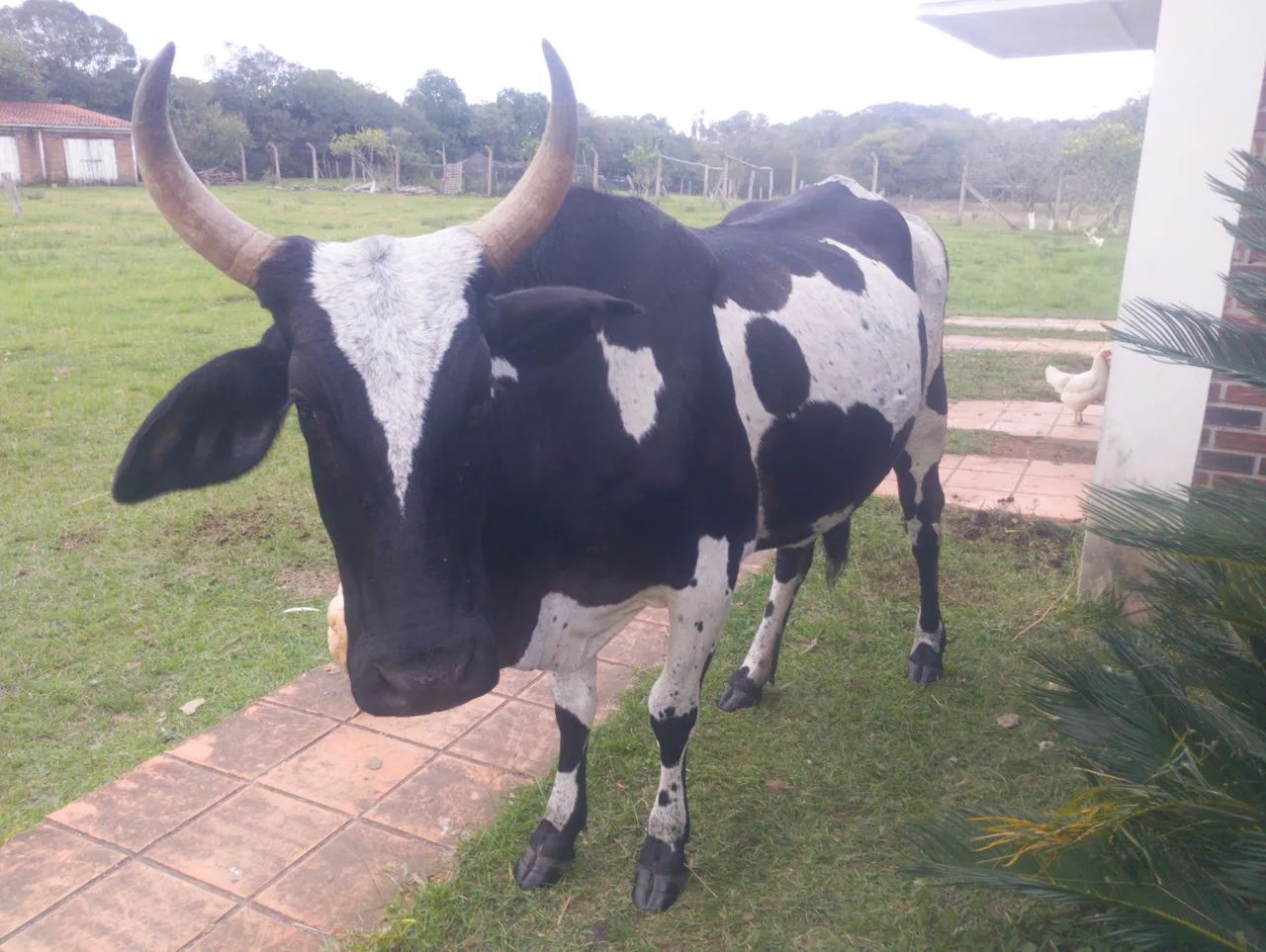 Vendo essa vaca 2