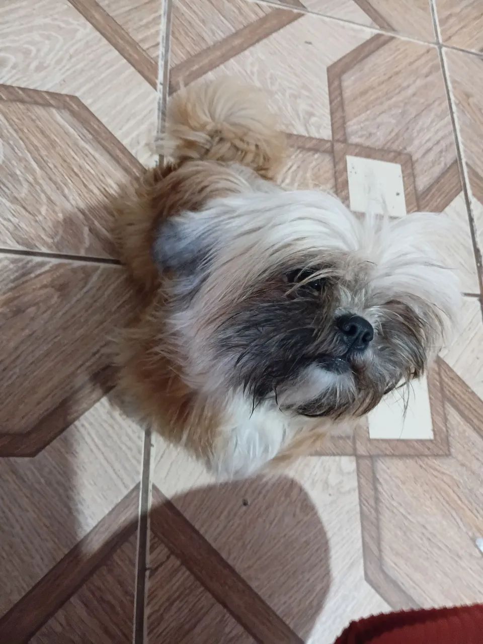 Lhasa Apso