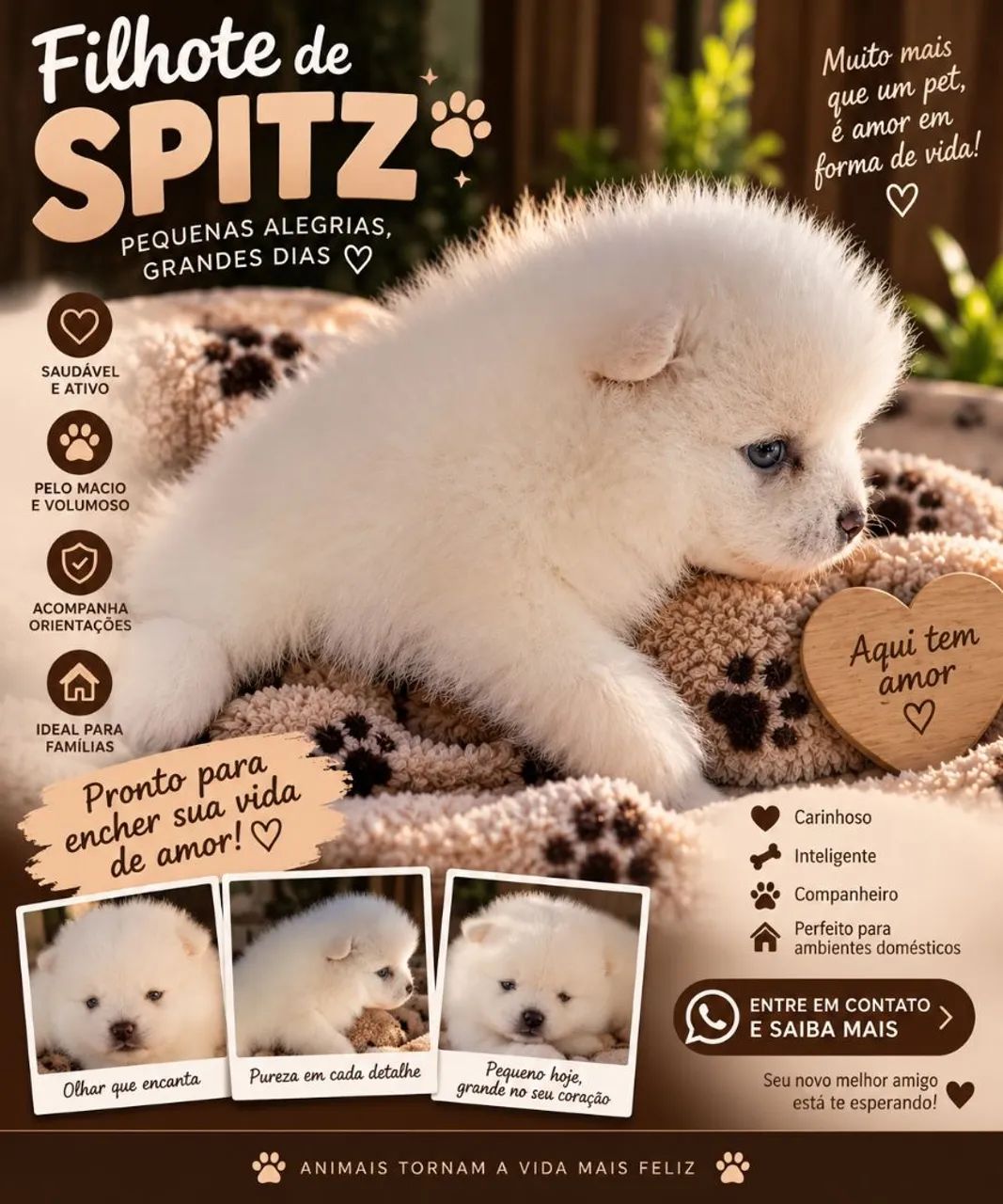 Spitz alemão MACHO - Foto 2