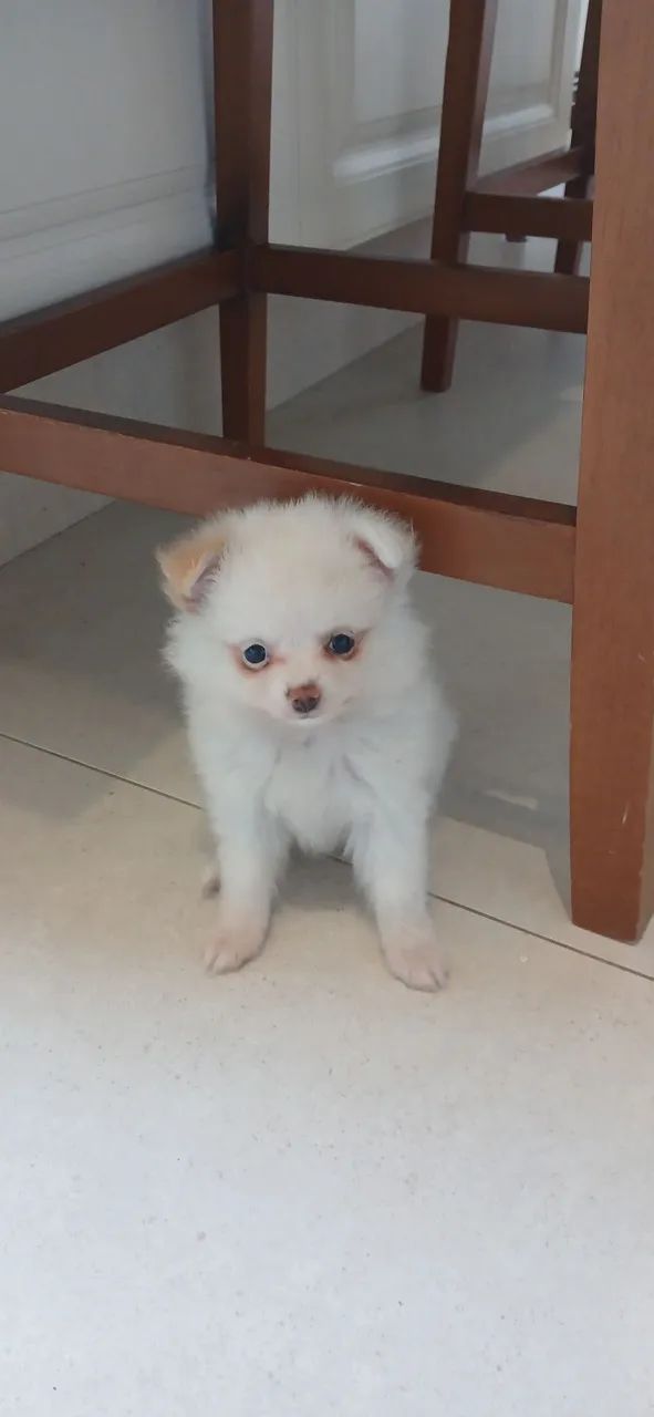 Lulu/spitz - Foto 3