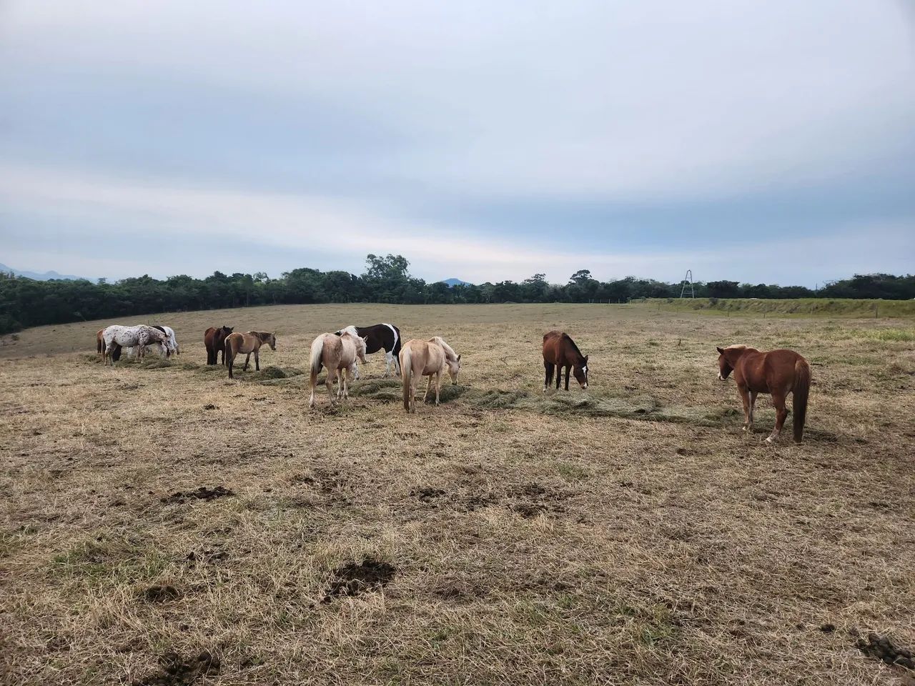 Venda Cavalos Paseio e cavalgada