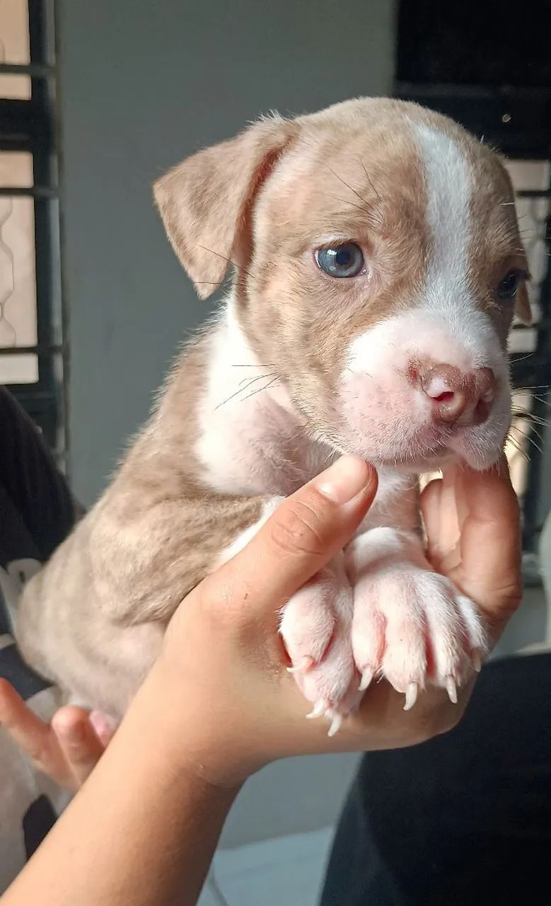 Pitbull filhote - Foto 5