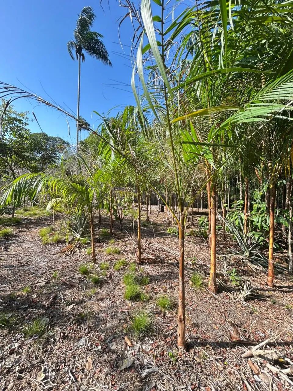 Sitio na Ponta de Pedra 