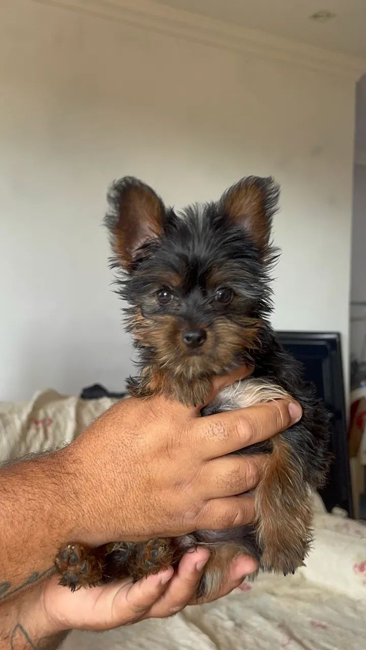 YORKSHIRE MACHO | 3 MESES  - Foto 3