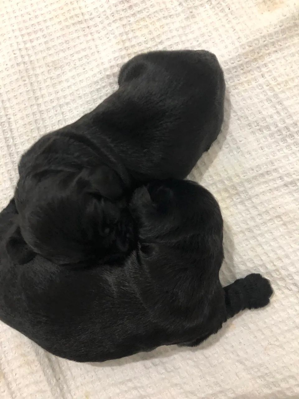 Vendo filhotes de Cocker Spaniel Ingles - Foto 5
