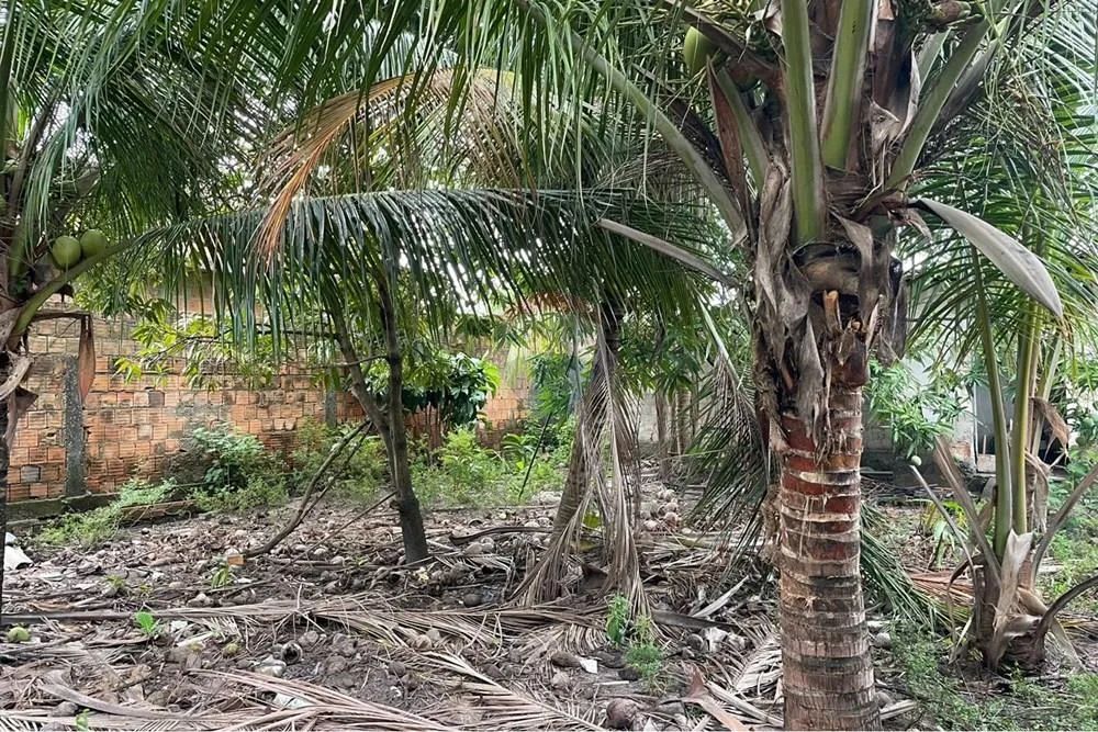 Terreno em Tamandaré, PE - 360m² - Foto 3