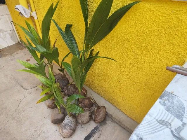 mudas de coqueiro - Foto 2