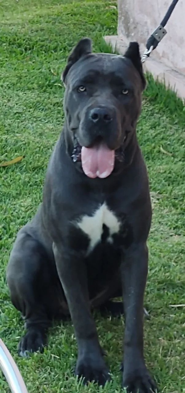 Filhotes de Cane Corso  - Foto 5