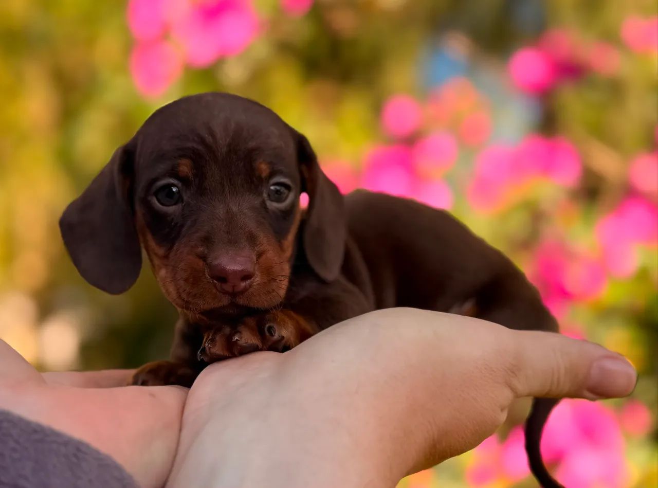 Dachshund Filhotes Linguicinha - Foto 4