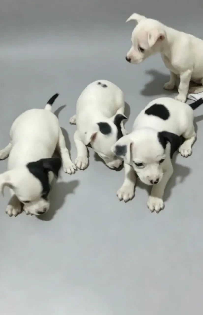 Pinscher zero 
